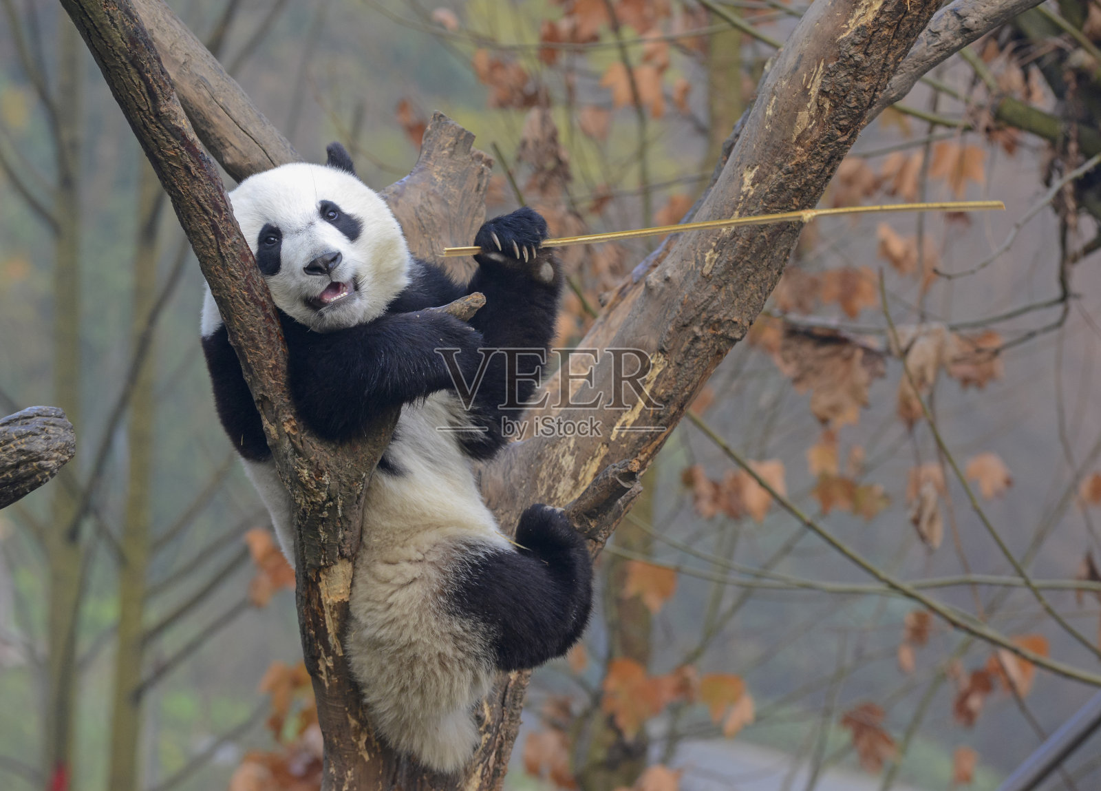 中国四川省成都附近的大熊猫照片摄影图片