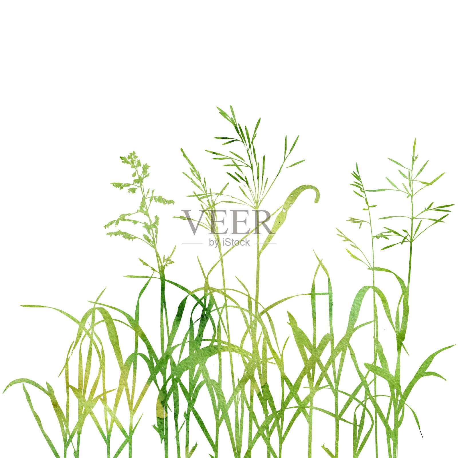 水彩野生谷类植物插画图片素材