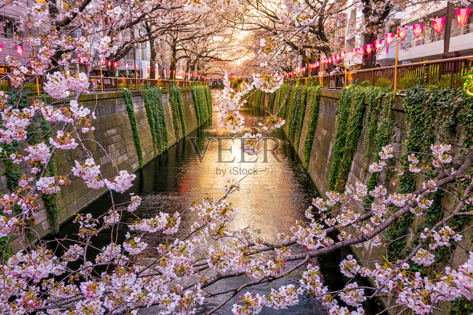 黄昏时分，东京目黑运河的樱花绽放照片摄影图片