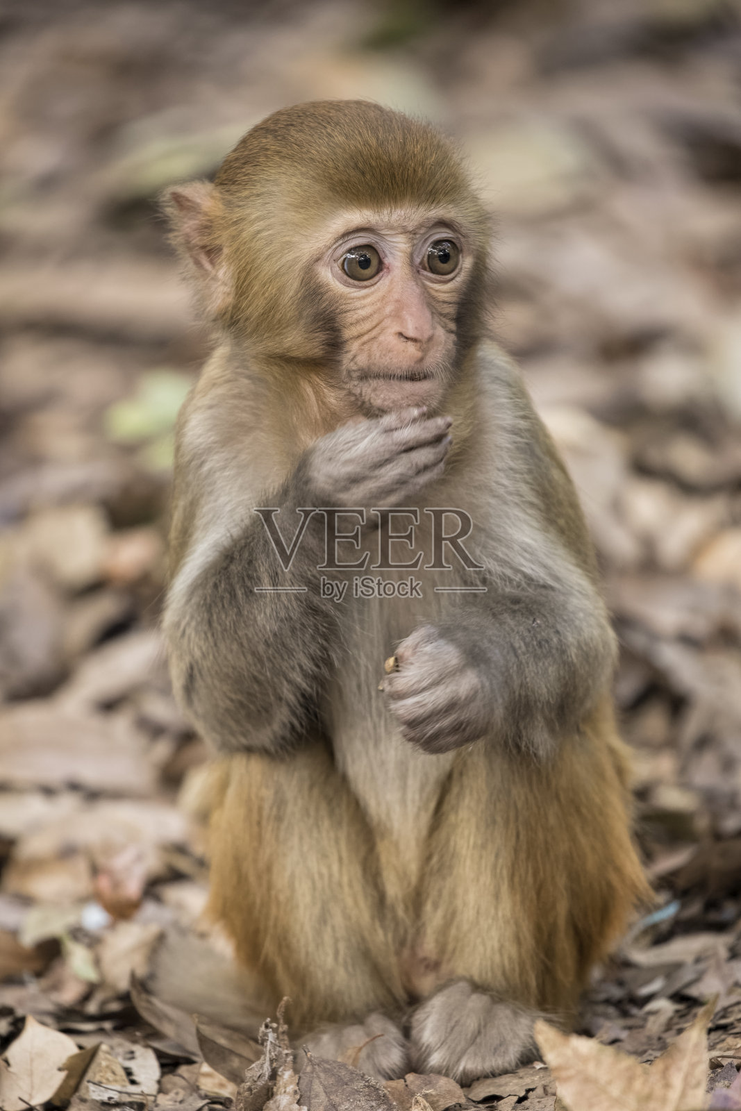 恒河猴是东半球最著名的猴种照片摄影图片