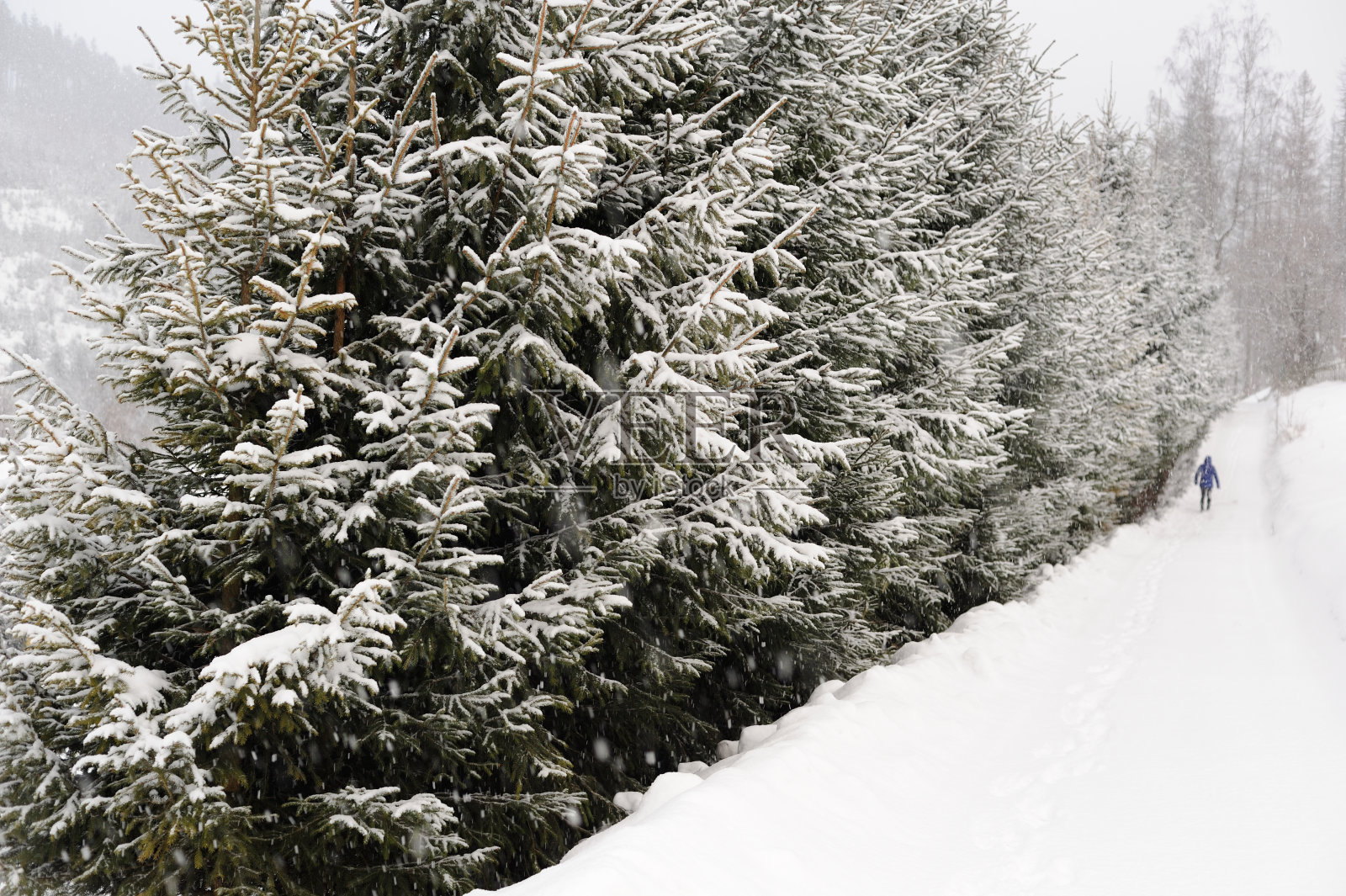 在冬季的暴风雪中，波兰南部一条铺满云杉的雪道照片摄影图片