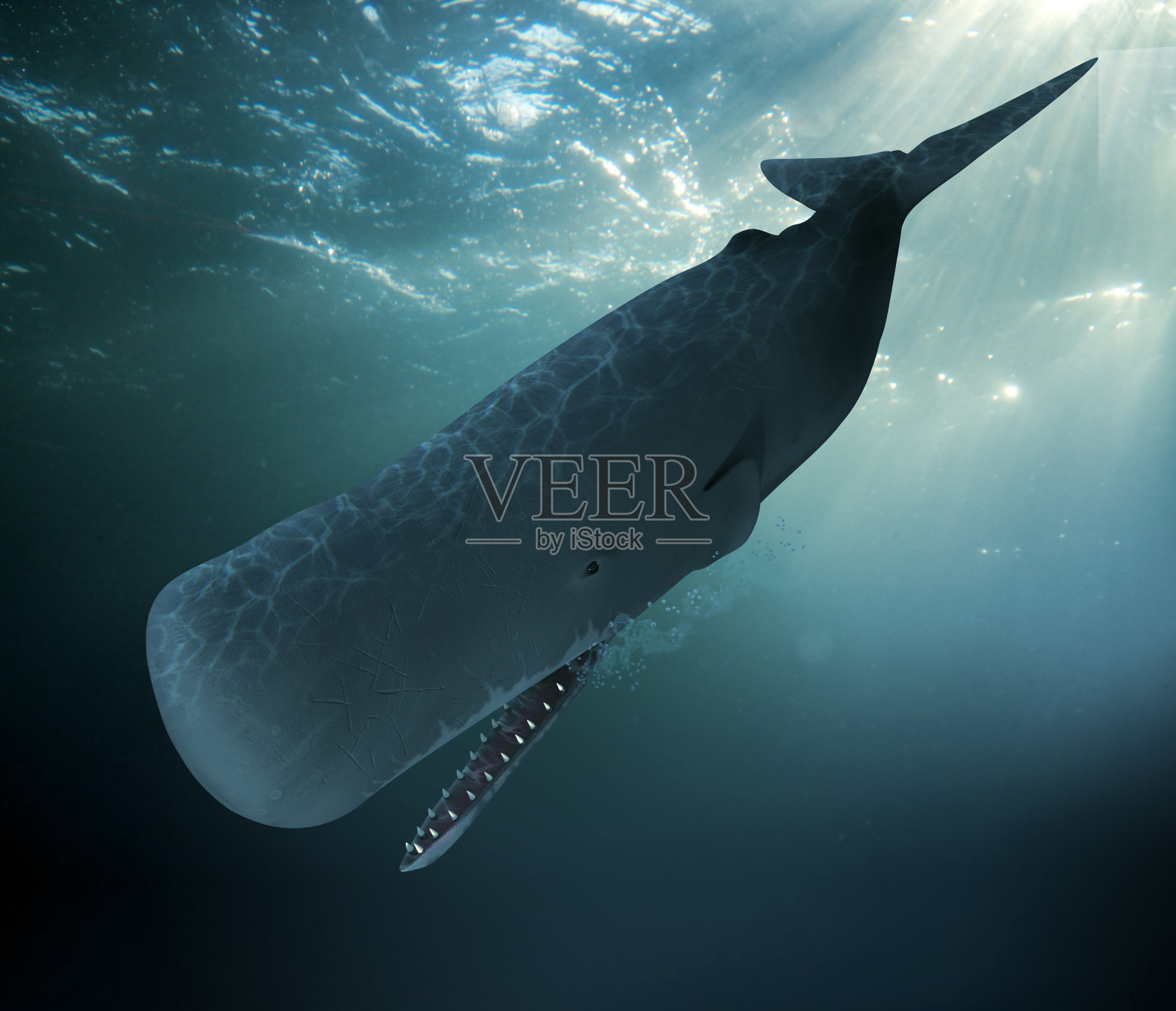 潜水在海底的抹香鲸照片摄影图片