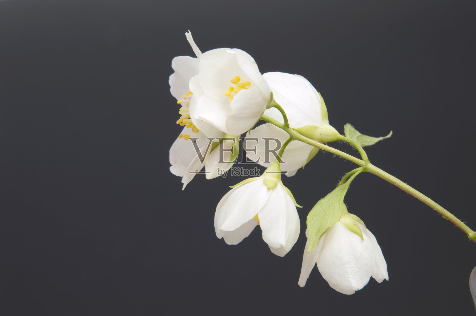 这是茉莉花的一枝。孤立的白色茉莉花。照片摄影图片