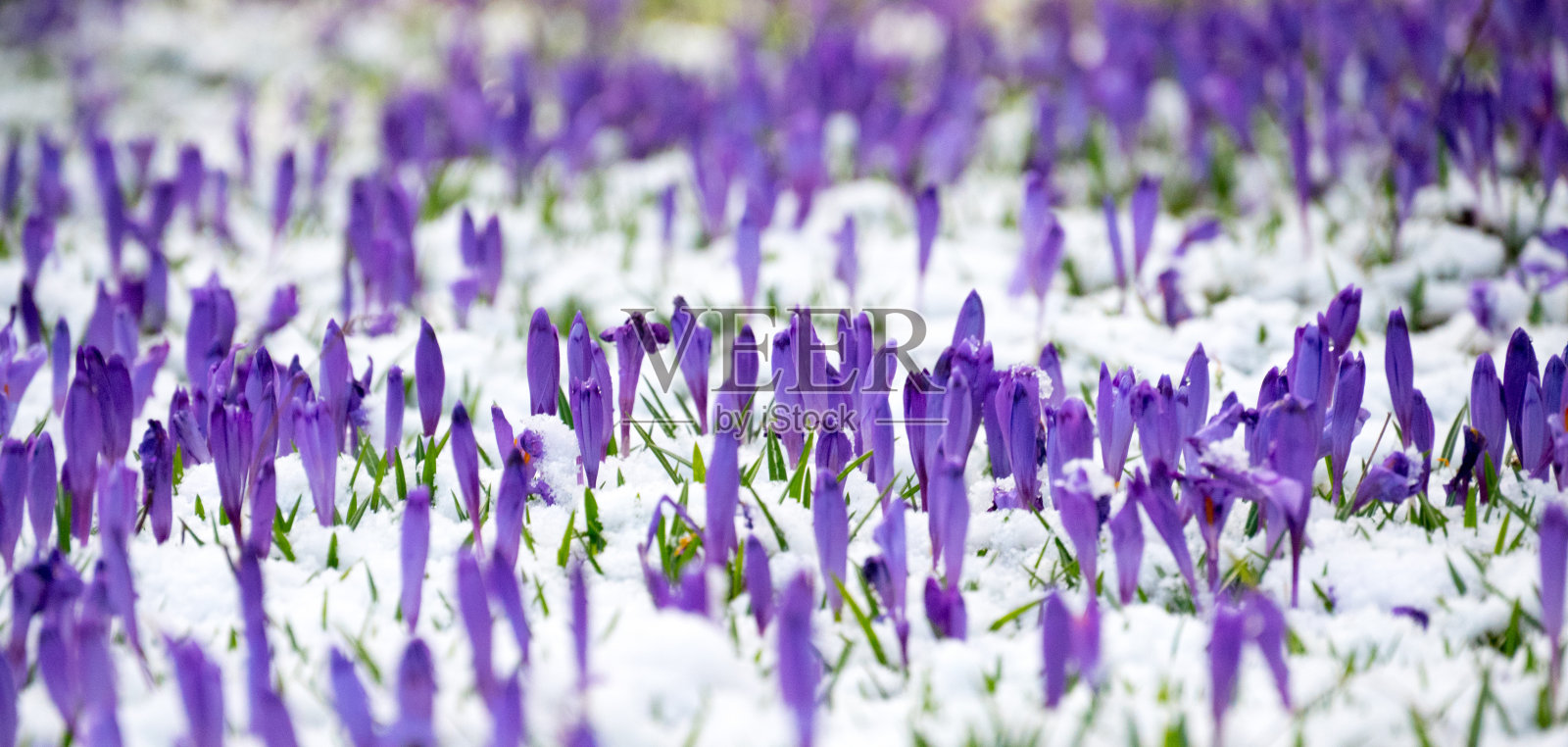 春天紫番红花照片摄影图片