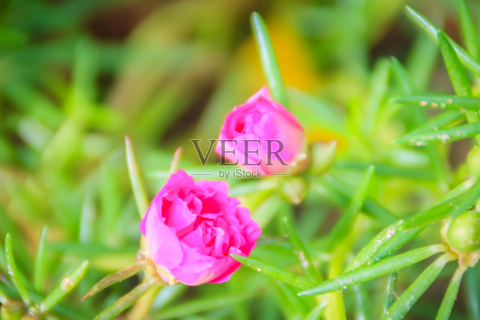 美丽的粉红色马齿苋花，也被称为普通马齿苋、小猪草、红根或马齿苋。照片摄影图片