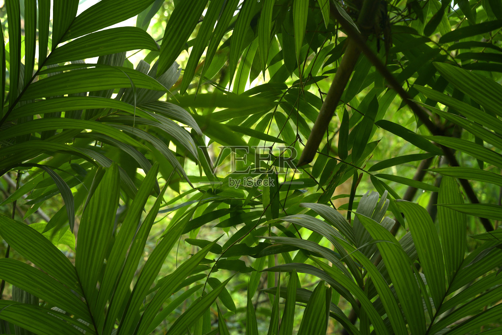 热带丛林照片摄影图片