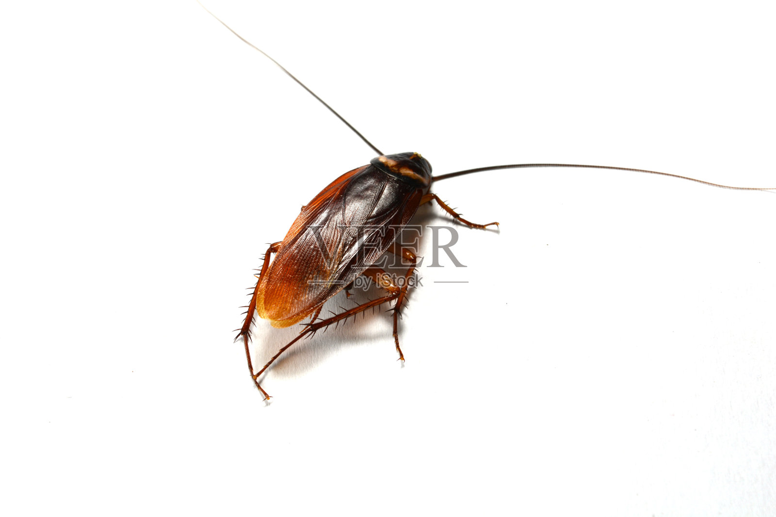 蟑螂长腿照片摄影图片