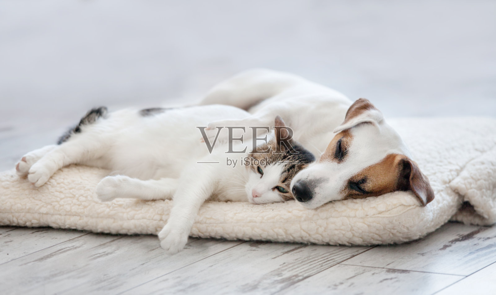 猫和狗睡觉照片摄影图片