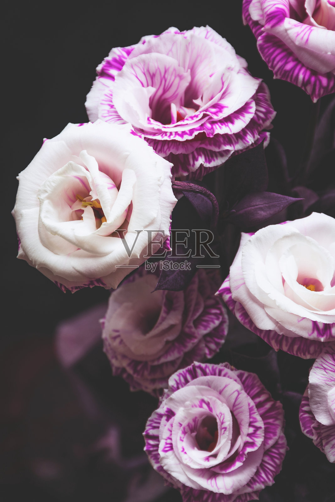 美丽的粉红色和紫色玫瑰在黑暗的背景照片摄影图片