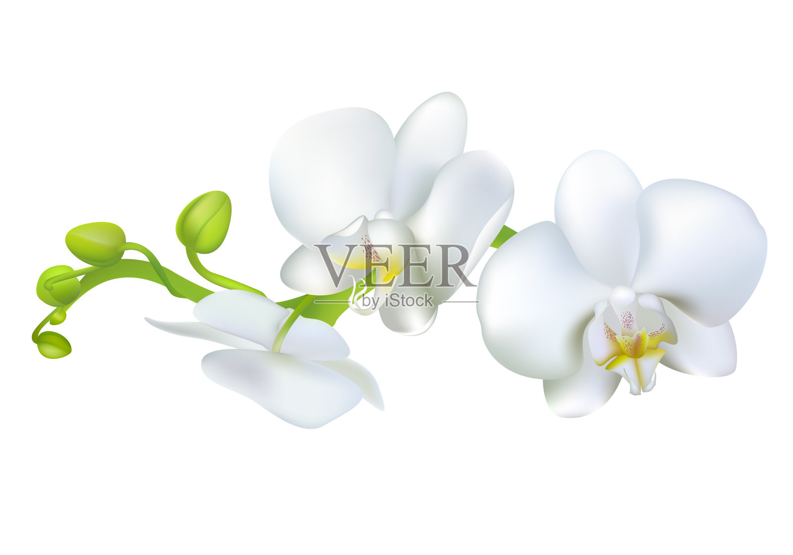 白色的兰花。热带花卉。奇异的植物。边境。矢量插图。插画图片素材