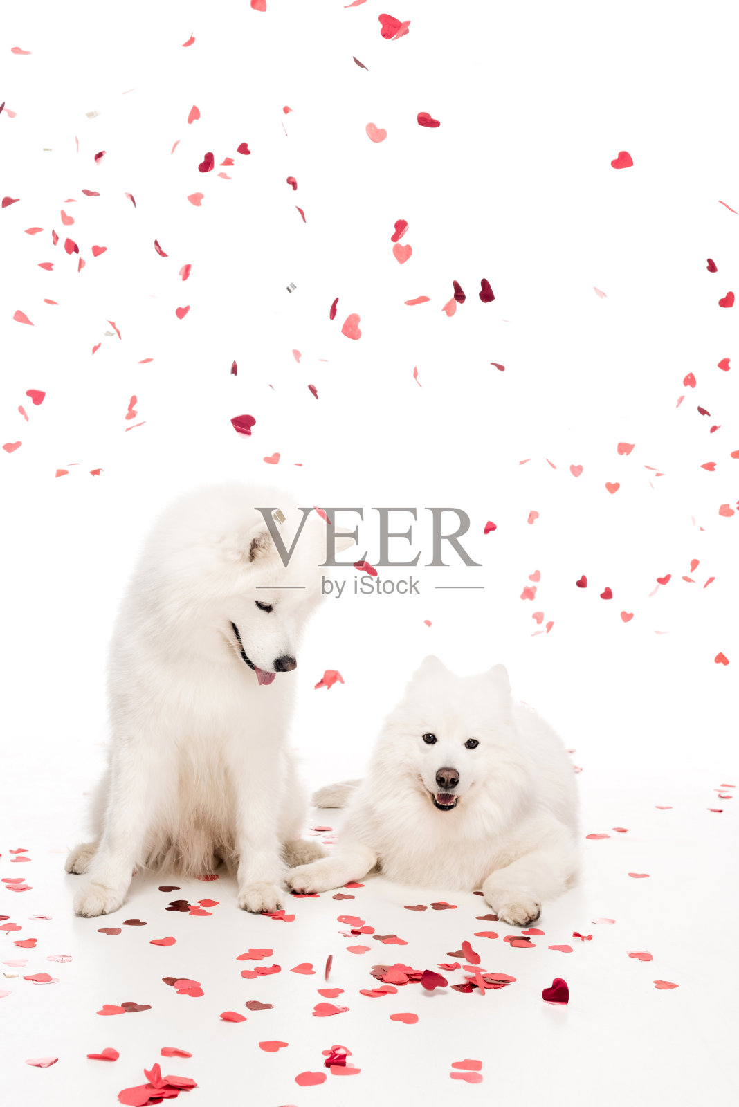 两只萨摩耶狗在白色的心形纸屑下坠落，这是情人节的概念照片摄影图片