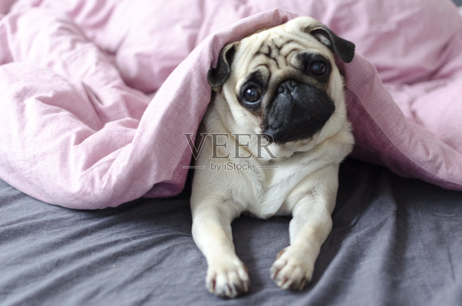 粉红色毯子下的哈巴狗照片摄影图片