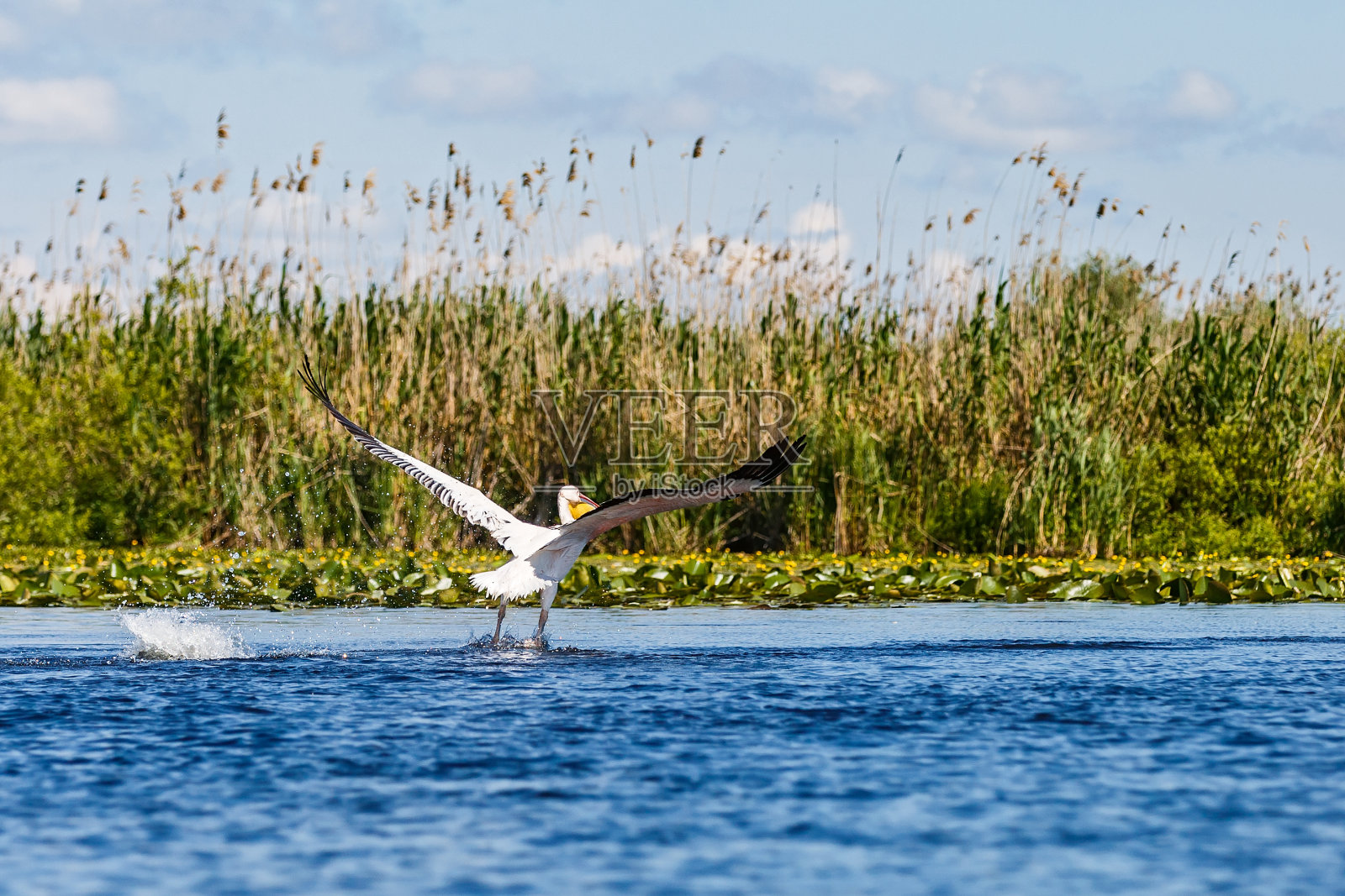 多瑙河三角洲的白鹈鹕照片摄影图片