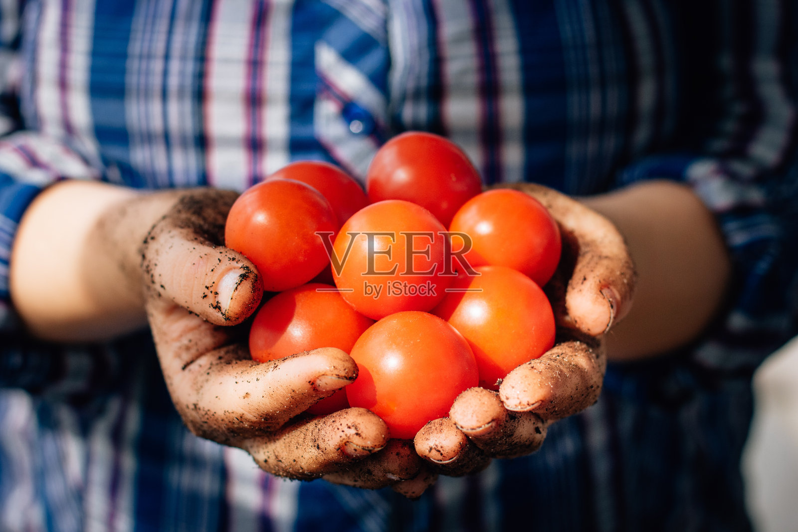 农夫手里拿着樱桃番茄。照片摄影图片