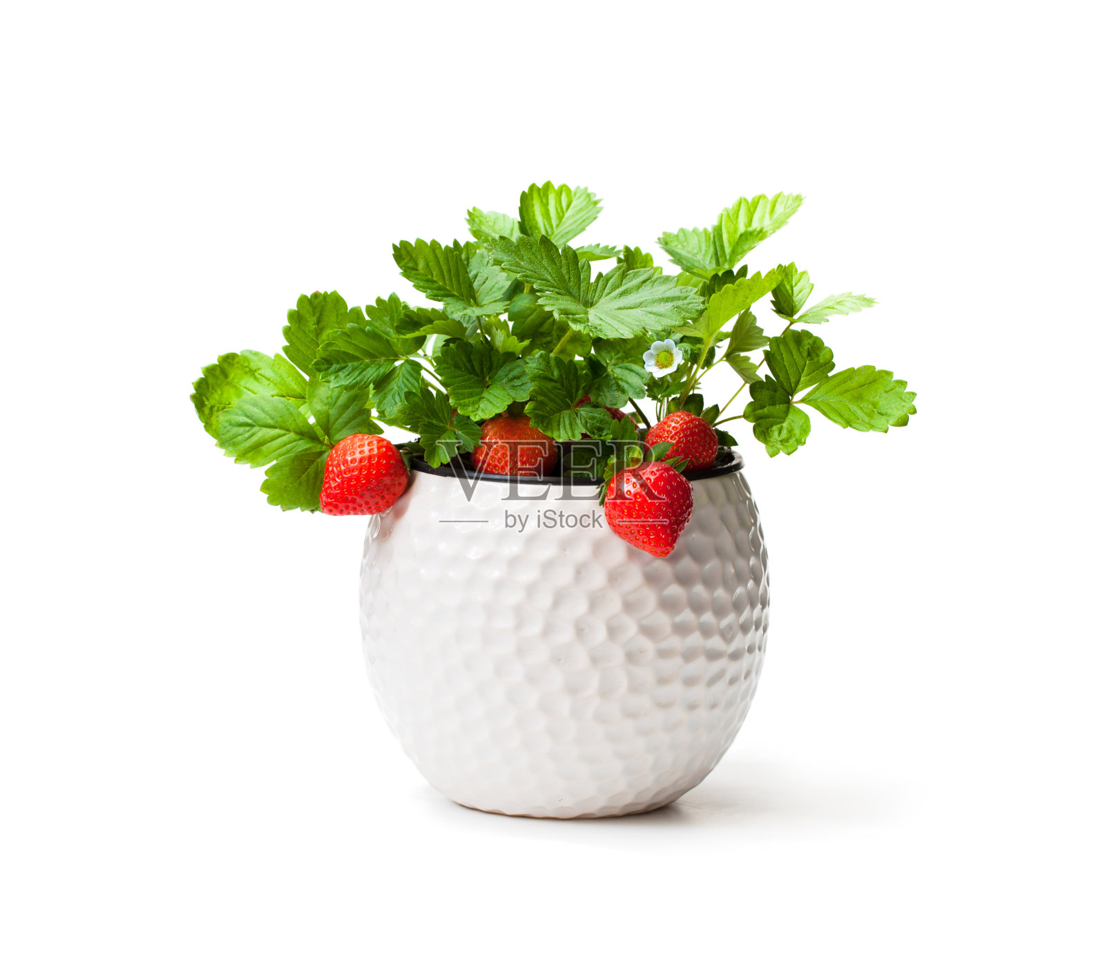 草莓植物与浆果在小盆孤立在白色照片摄影图片