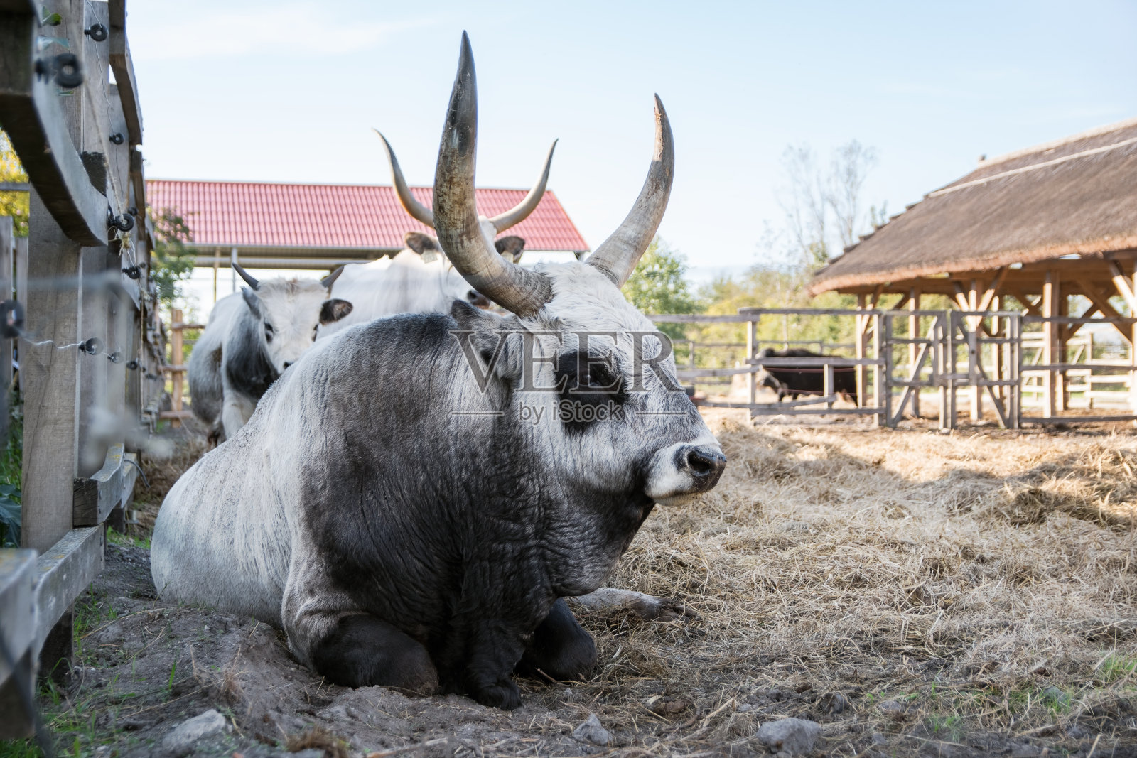 匈牙利灰牛，公牛和小牛，匈牙利照片摄影图片