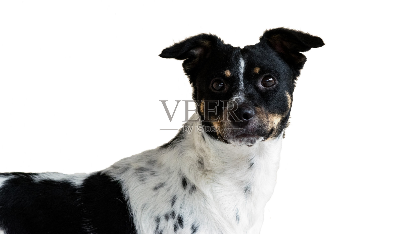 可爱的黑白狗，白色背景孤立裁剪，直视镜头照片摄影图片