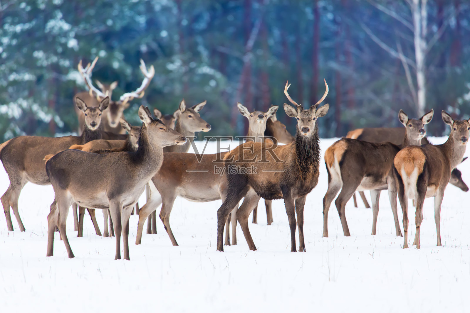 冬季野生动物。一群高贵的麋鹿在冬天的森林里看着照相机。自然栖息地照片摄影图片