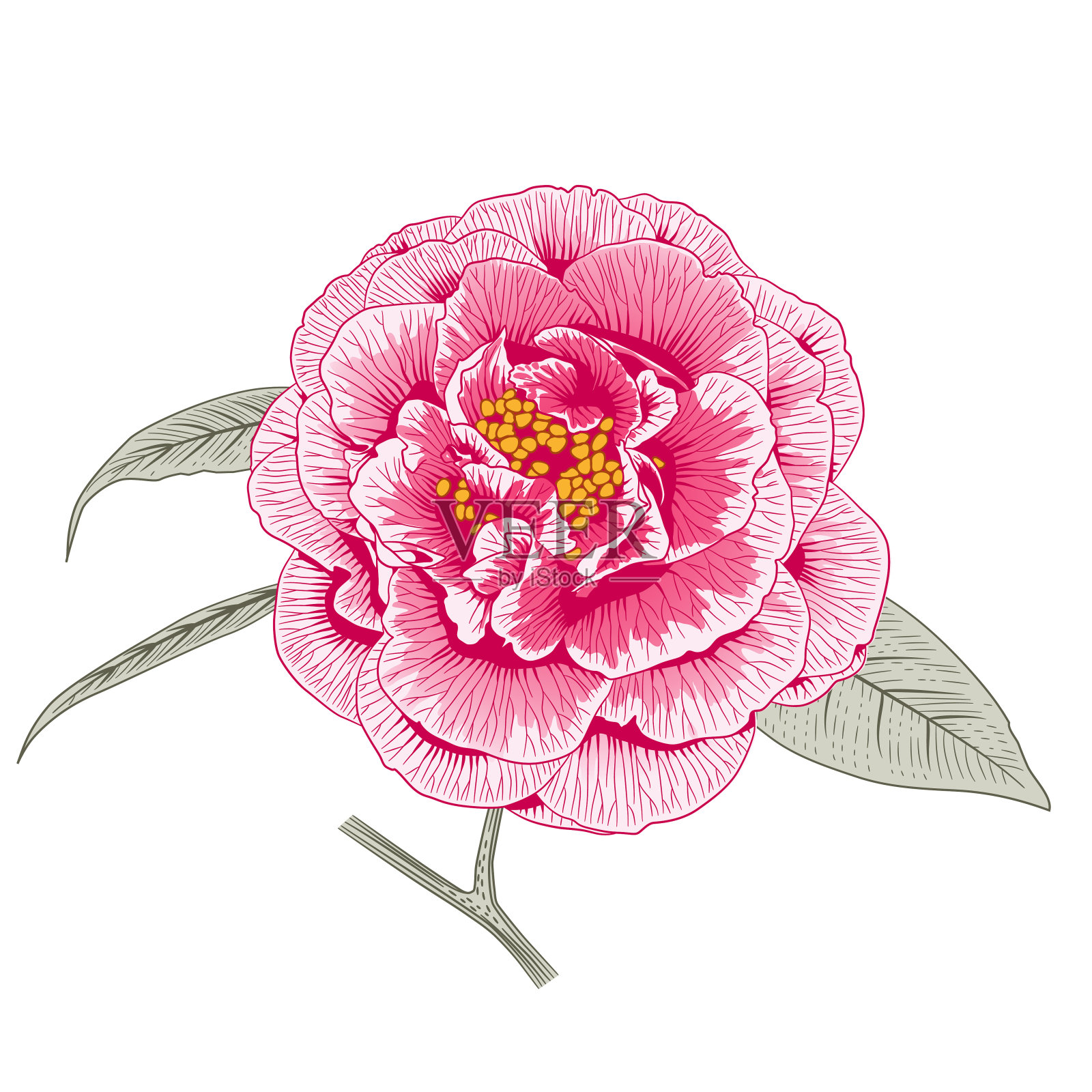 粉红色山茶花，蔷薇重瓣花插画图片素材