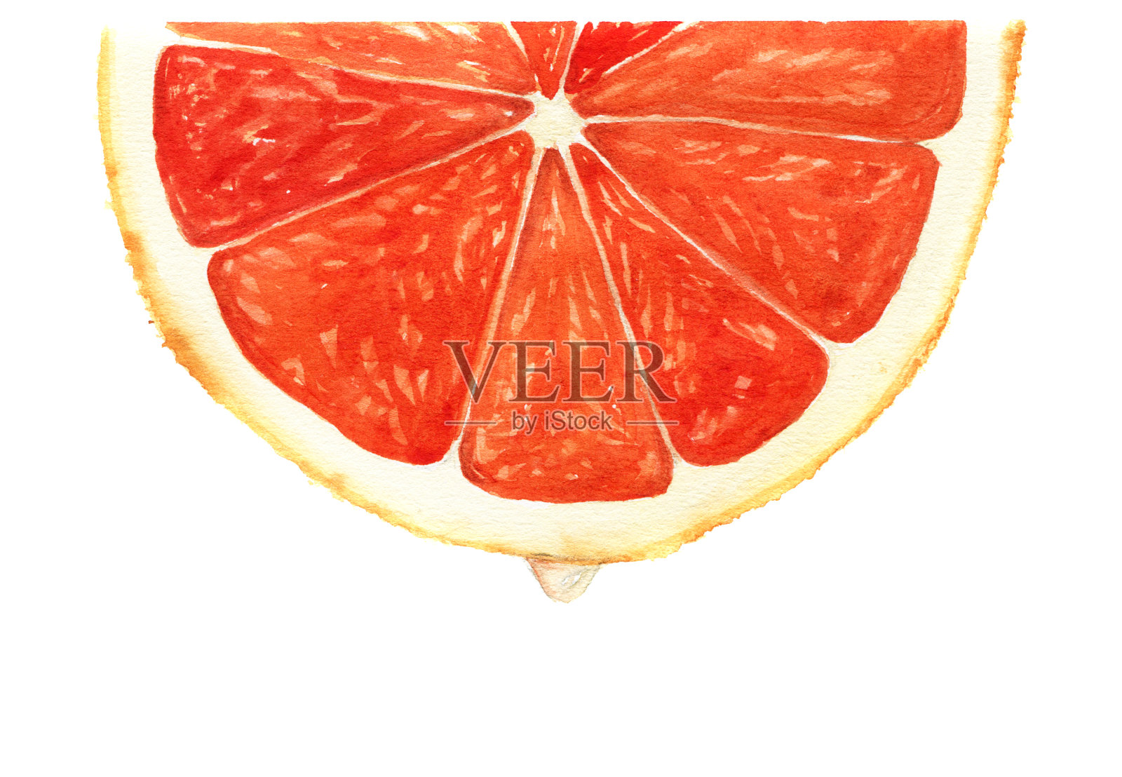 葡萄柚的水彩片段，滴汁。植物插图孤立在白色背景上设计，背景或印刷插画图片素材