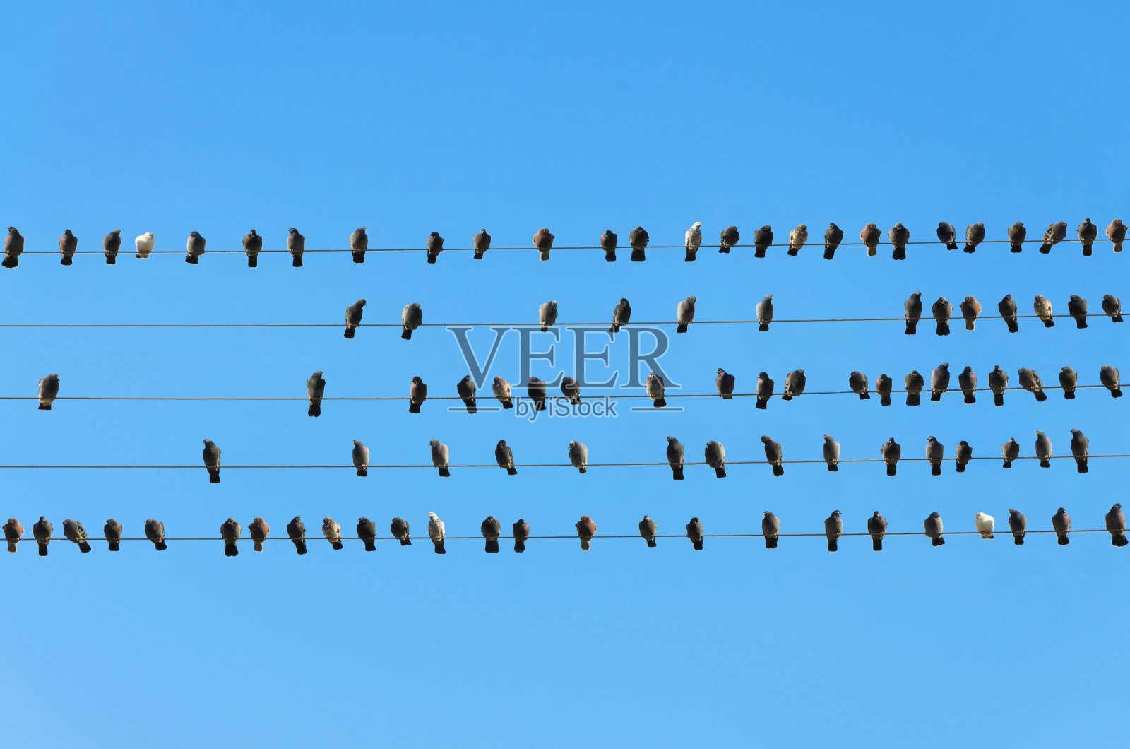 电线上的鸟群照片摄影图片