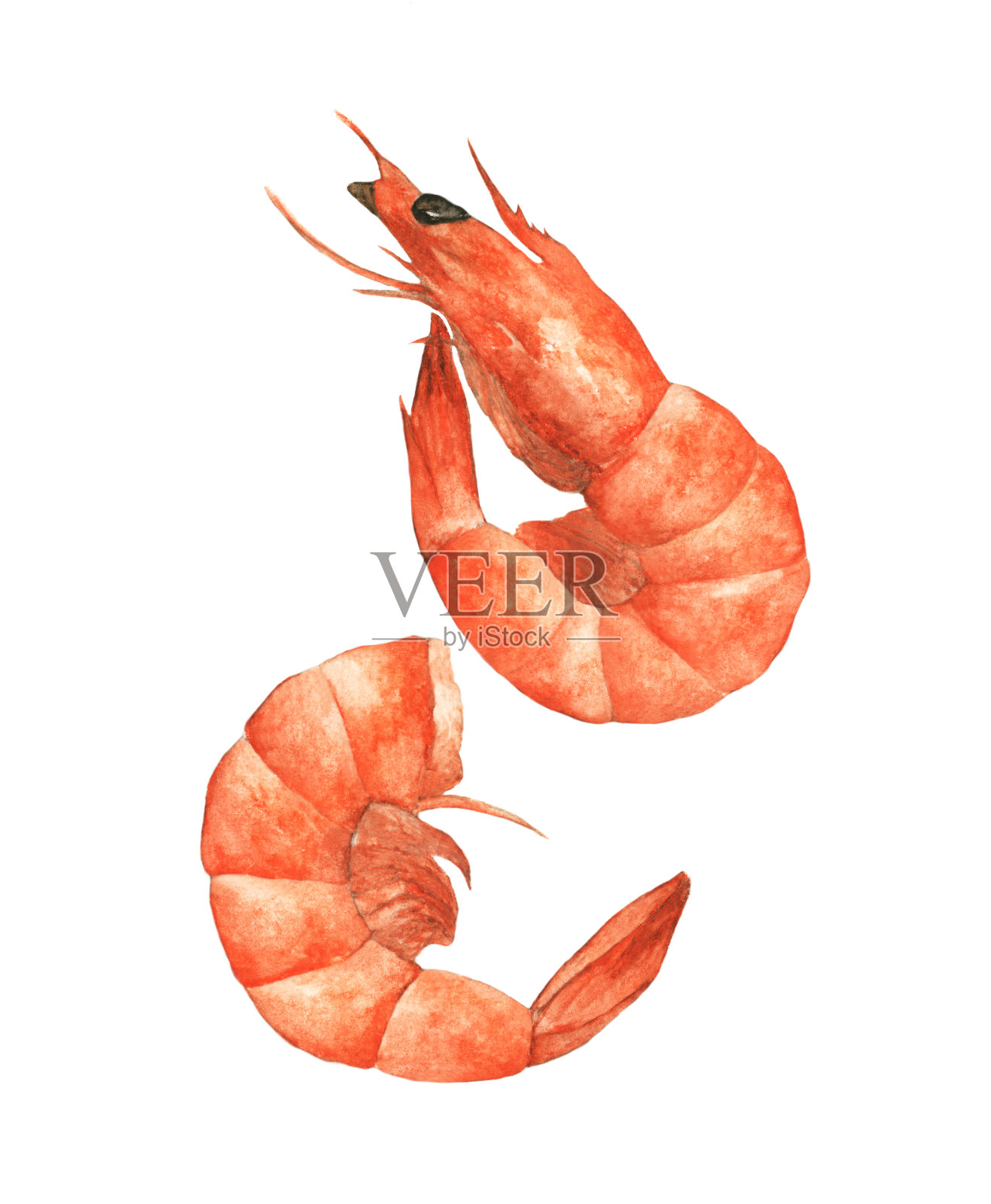 白色背景上孤立的两只虾，手绘水彩食物插图。插画图片素材