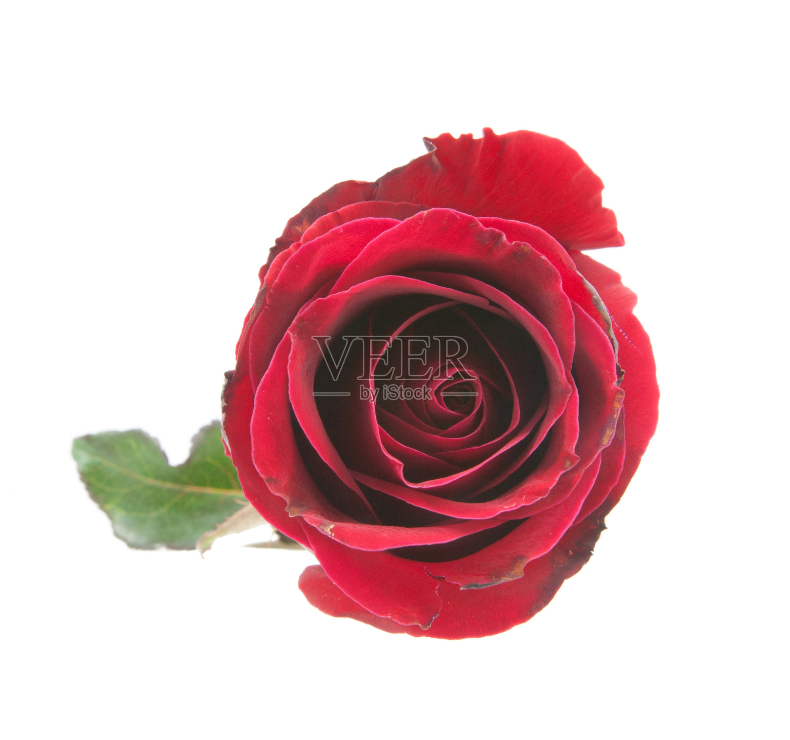 在顶部，红色玫瑰孤立在白色背景上照片摄影图片