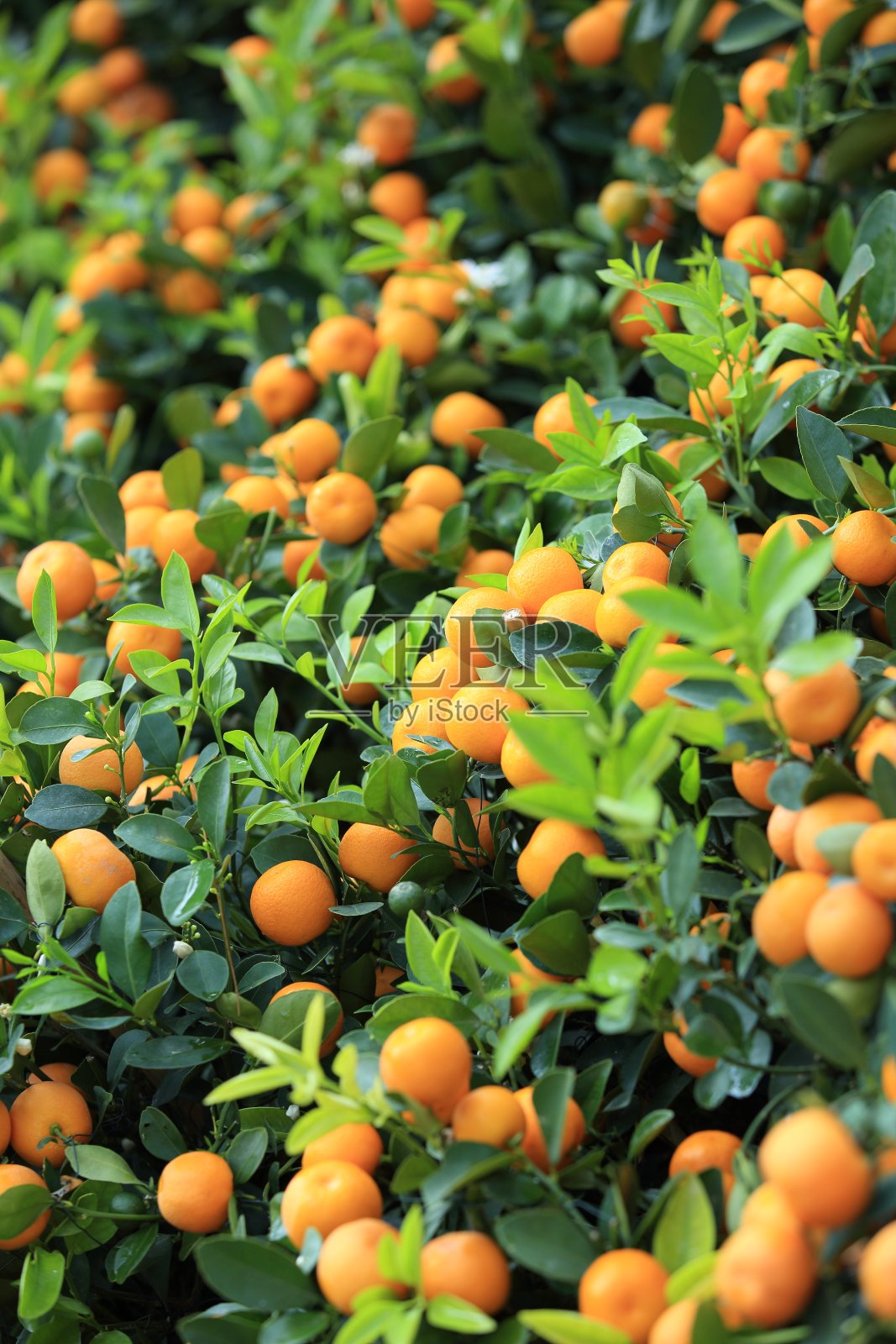 柑橘类橙子长在树上照片摄影图片