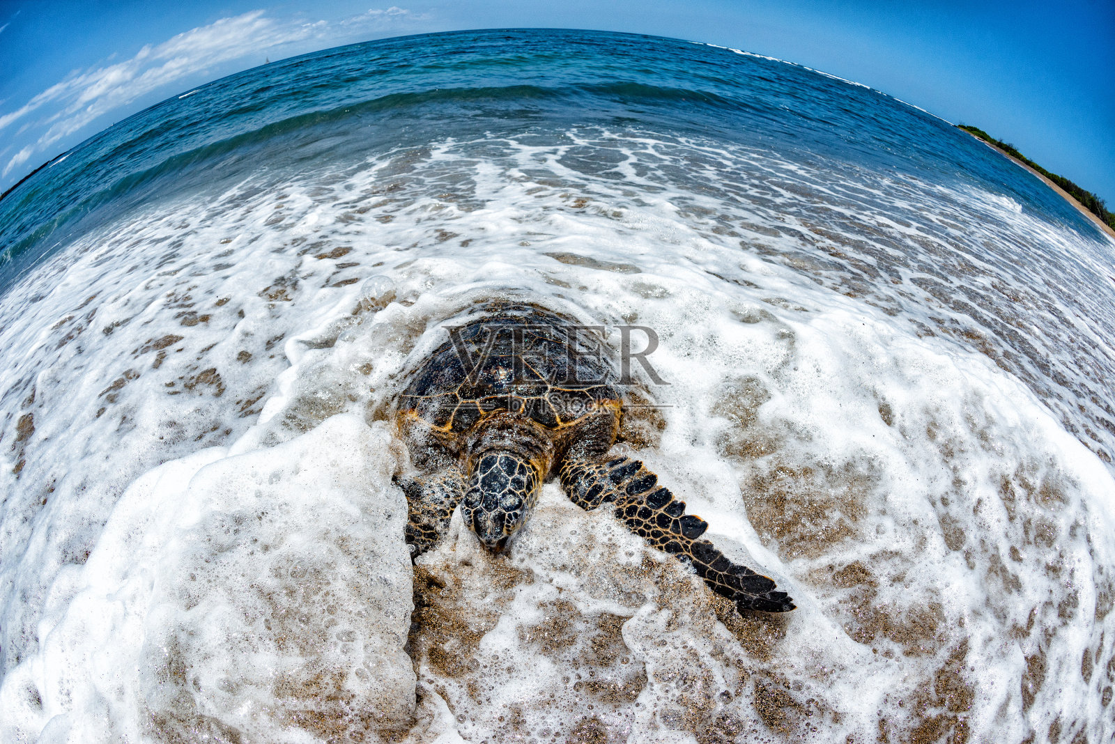 绿海龟抵达夏威夷海岸照片摄影图片