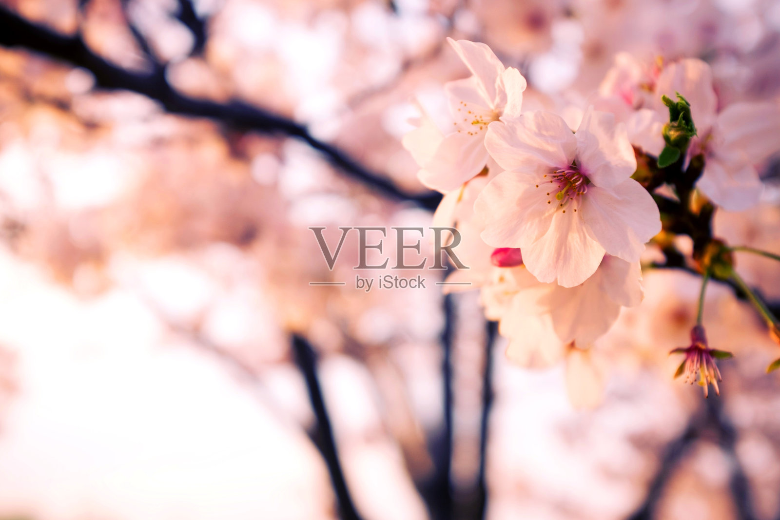 春天的海棠花背景照片摄影图片