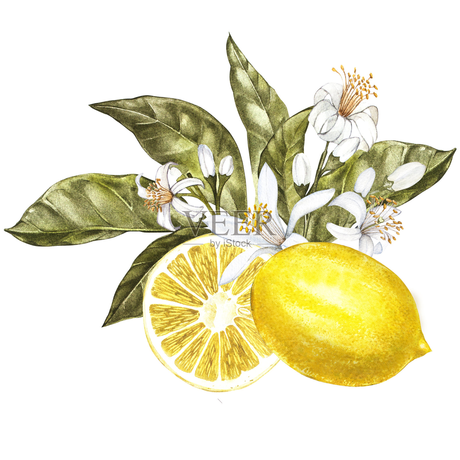 水彩柠檬树的一个分枝，有叶子，黄色的柠檬和花。手绘水彩元素为您的设计。孤立在白色的。插画图片素材