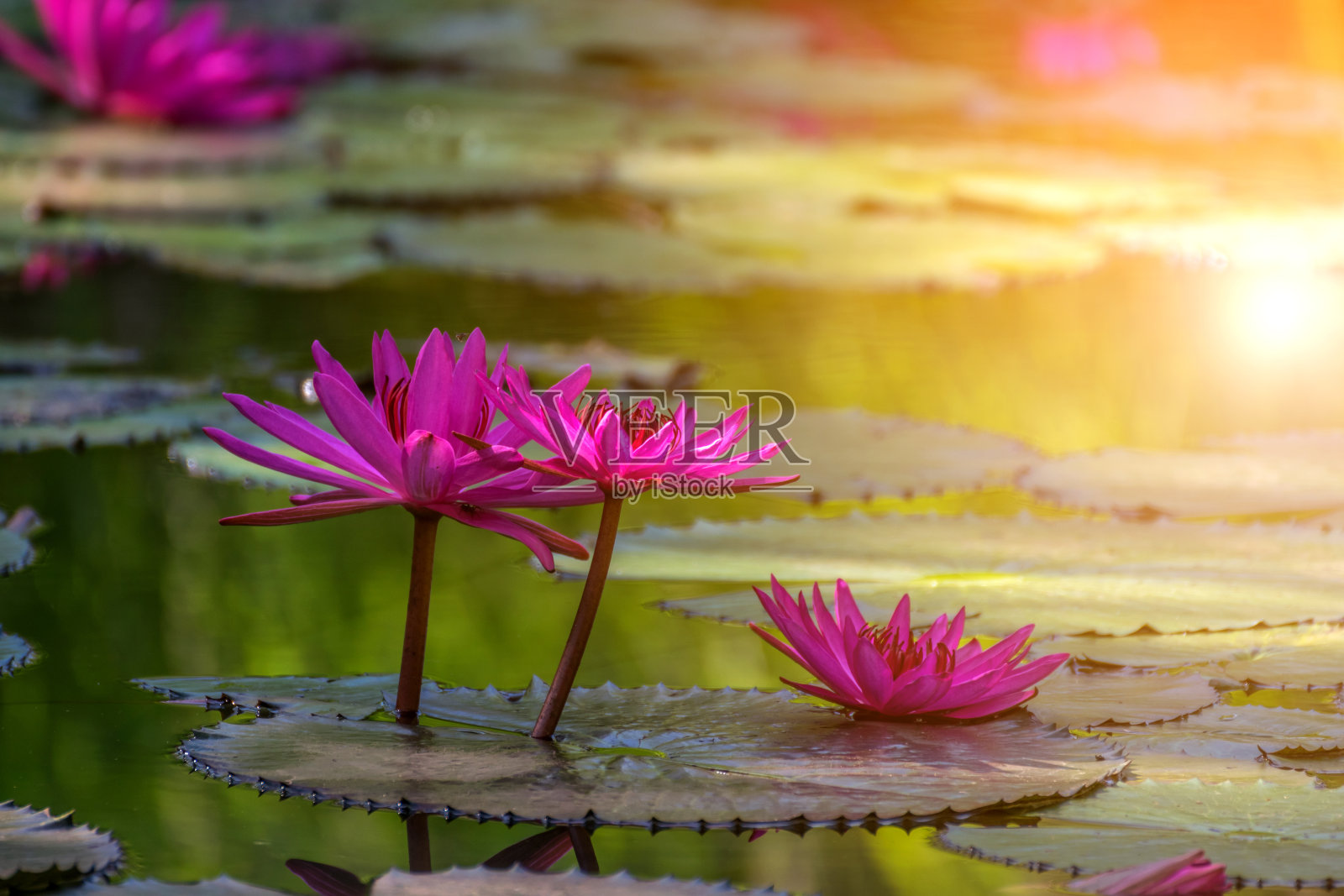 荷花(Lotus or Nelumbo)的颜色有紫色、紫罗兰色和粉红色，是花园中自然美丽的花朵照片摄影图片