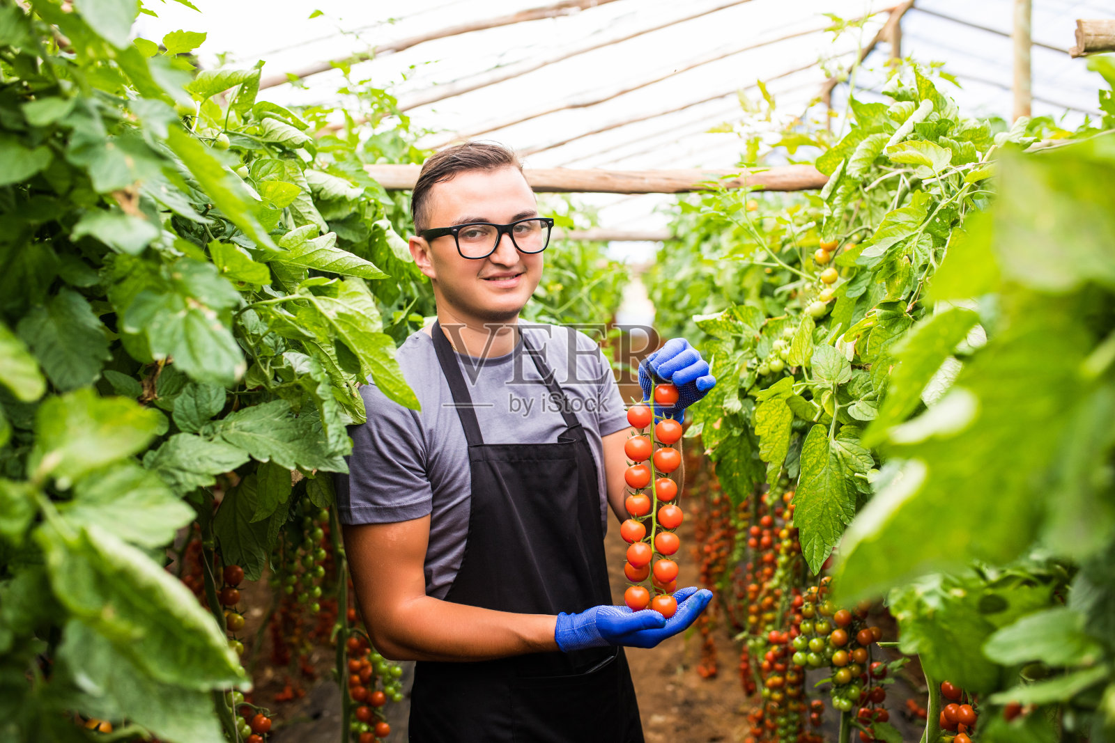 农民在温室里和樱桃番茄一起工作照片摄影图片