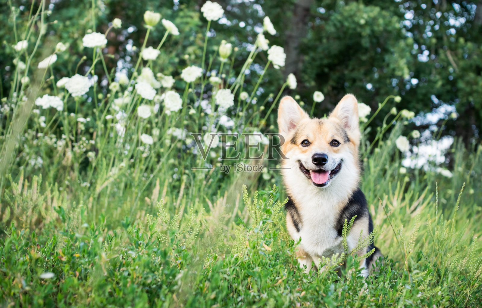 快乐和活跃的纯种威尔士柯基狗户外的鲜花在一个阳光明媚的夏天。照片摄影图片