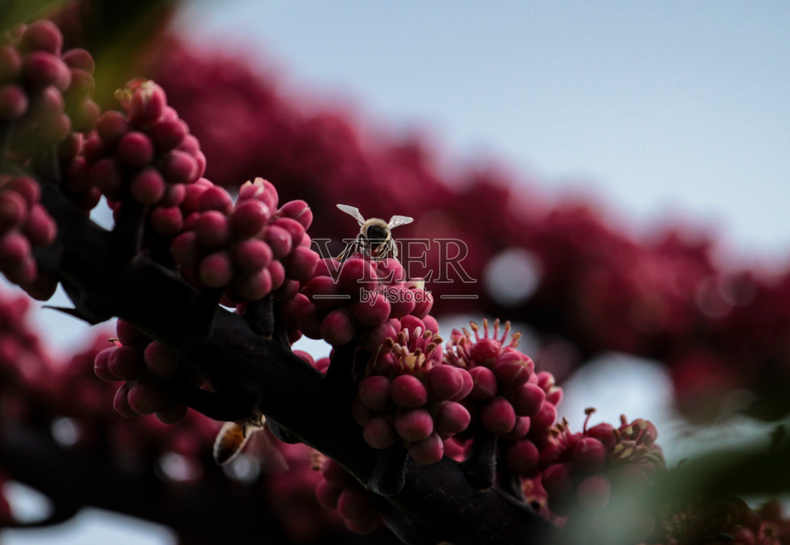 蜜蜂在花昆士兰伞树(Schefflera actinophylla)，在模糊的天空。照片摄影图片
