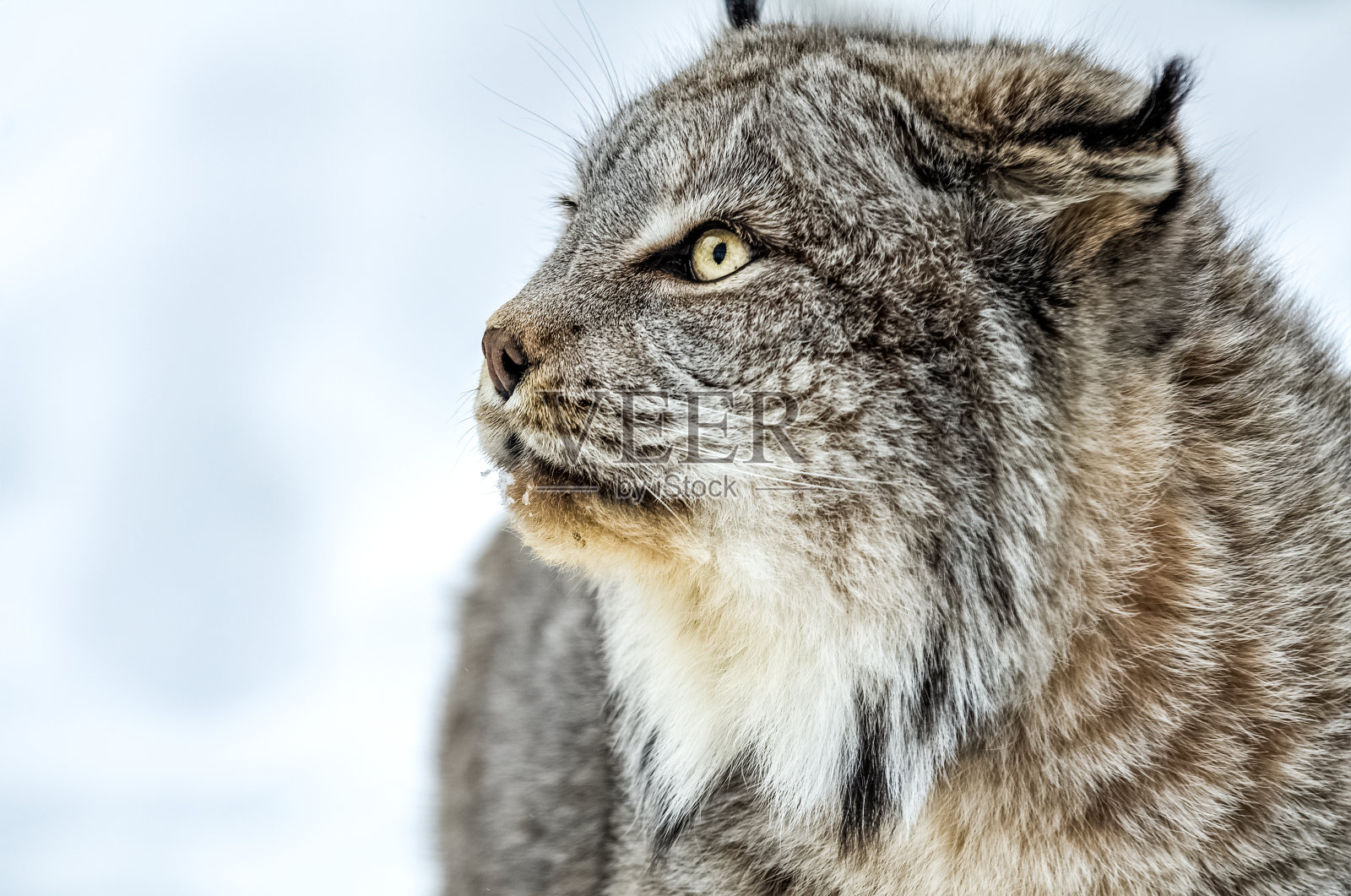 加拿大山猫肖像照片摄影图片