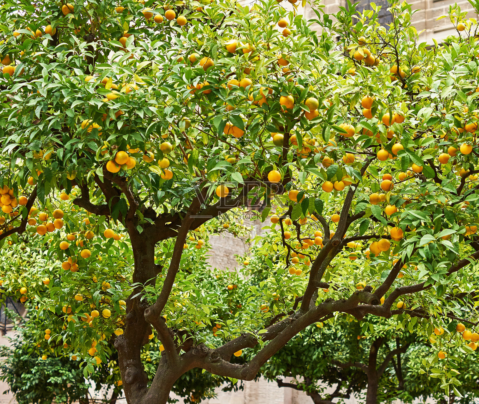花园的橘子树上挂满了成熟的果实。农业农村景观照片摄影图片