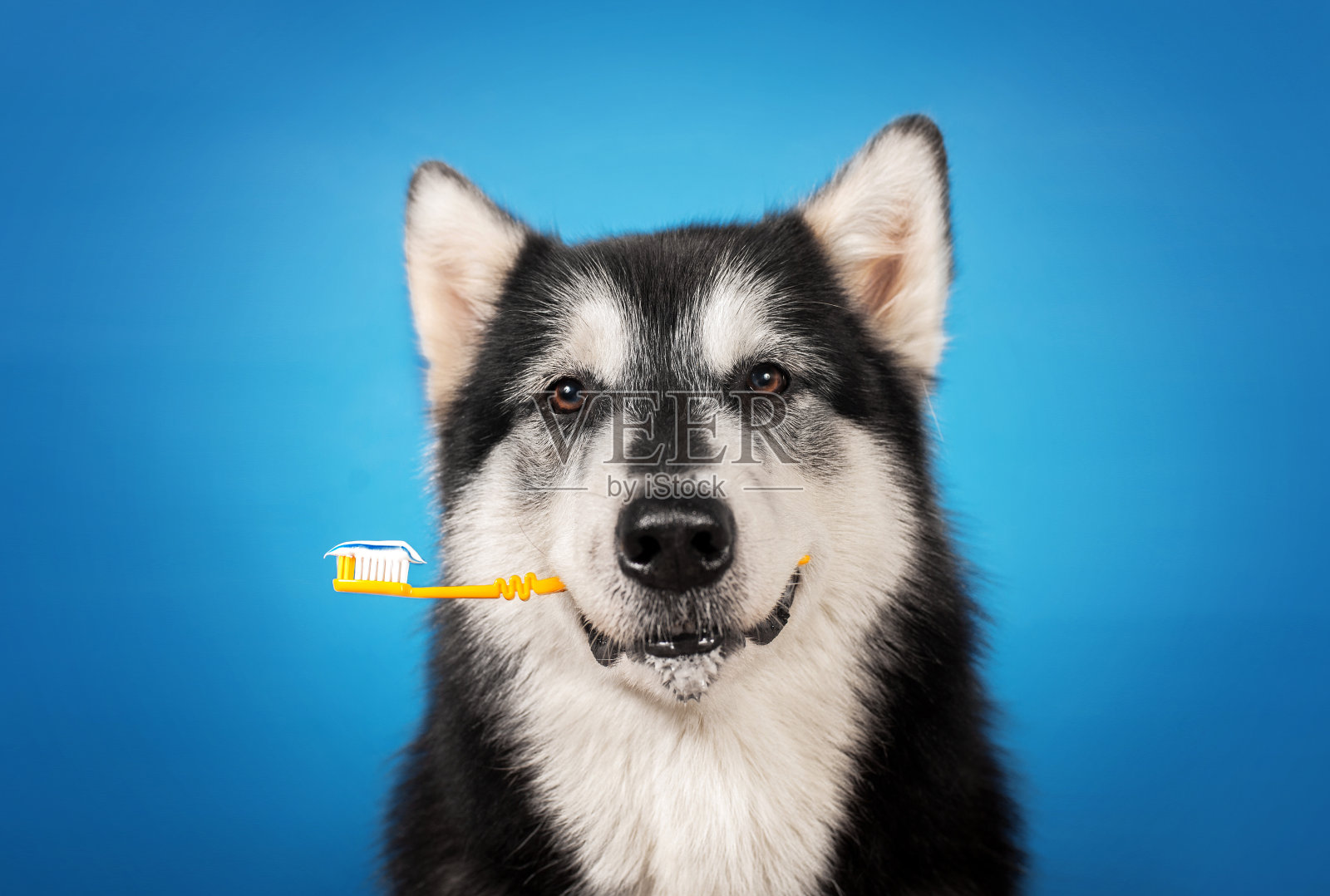 一只狗嘴里叼着牙刷照片摄影图片