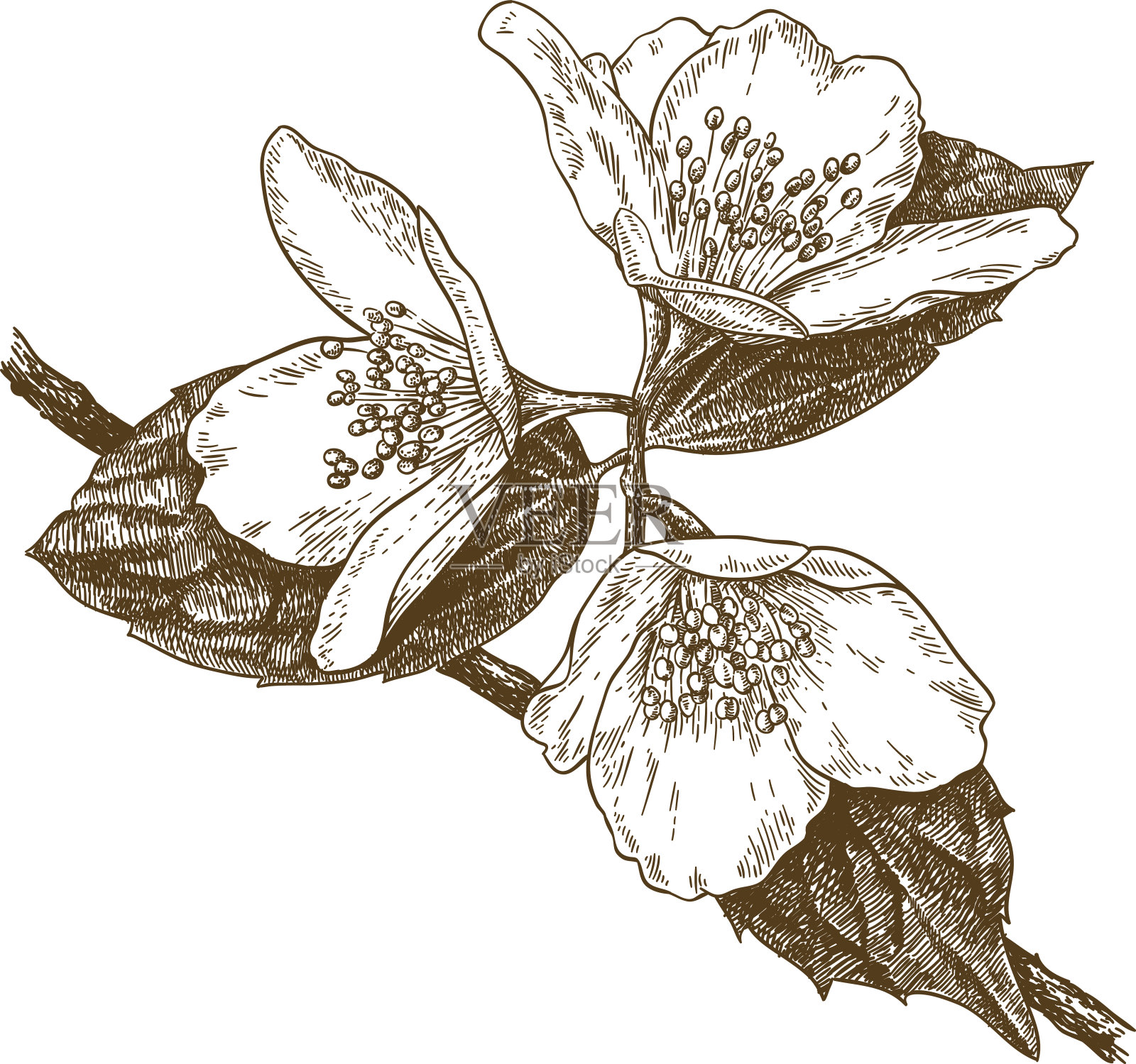 刻有三朵茉莉花的插图插画图片素材