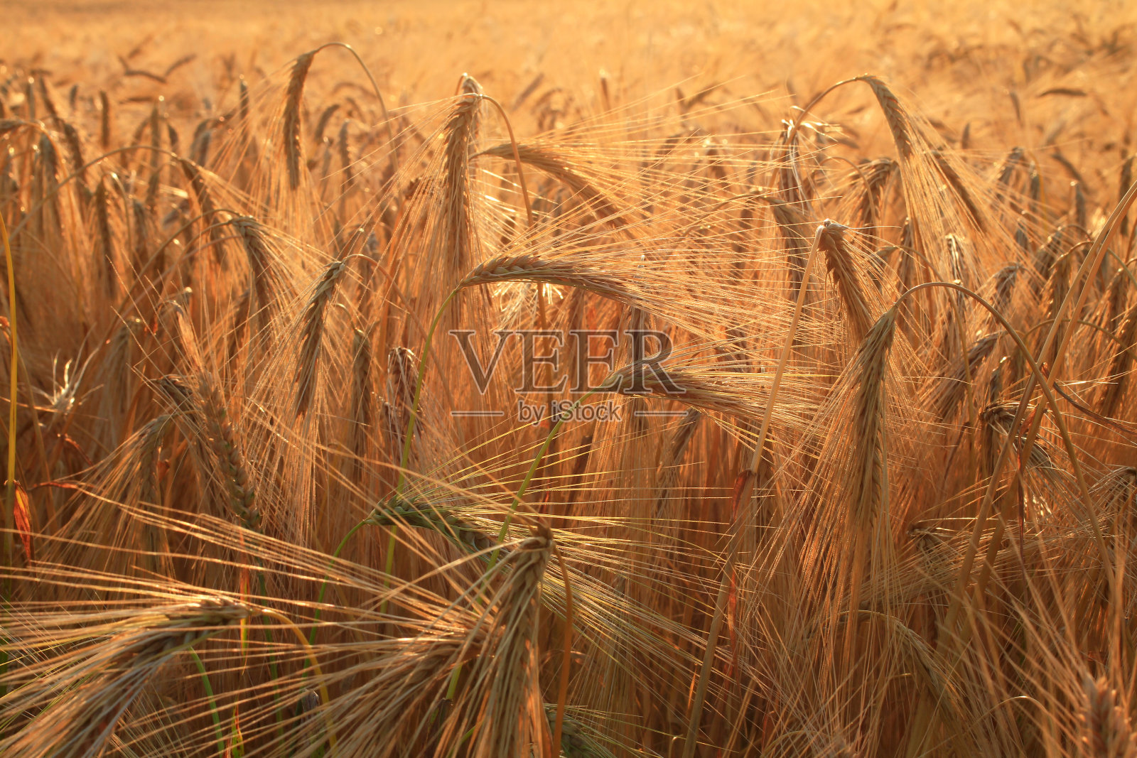 田野里成熟的麦穗饱满照片摄影图片