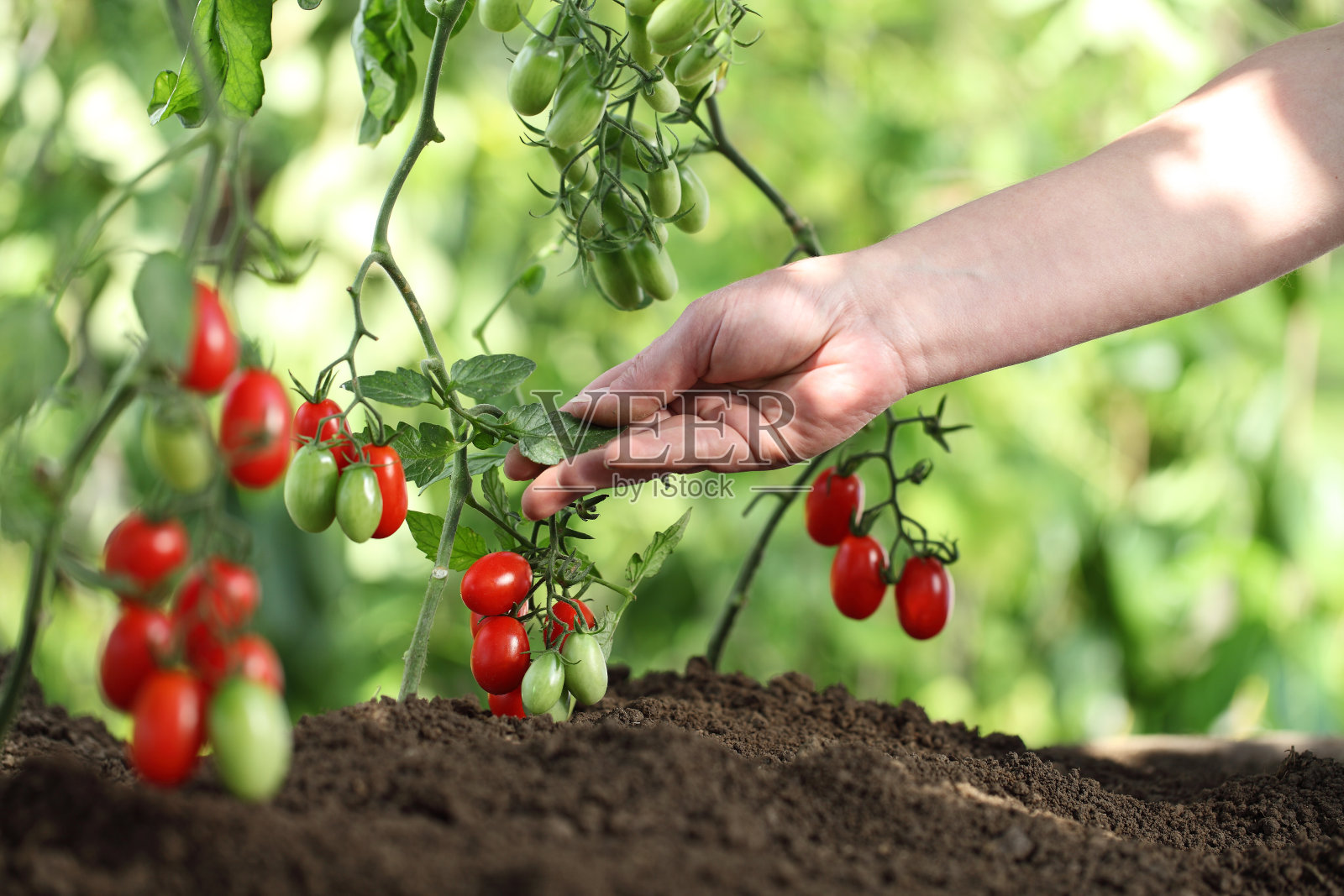 手触摸植株的樱桃番茄控制质量和治疗蔬菜花园照片摄影图片