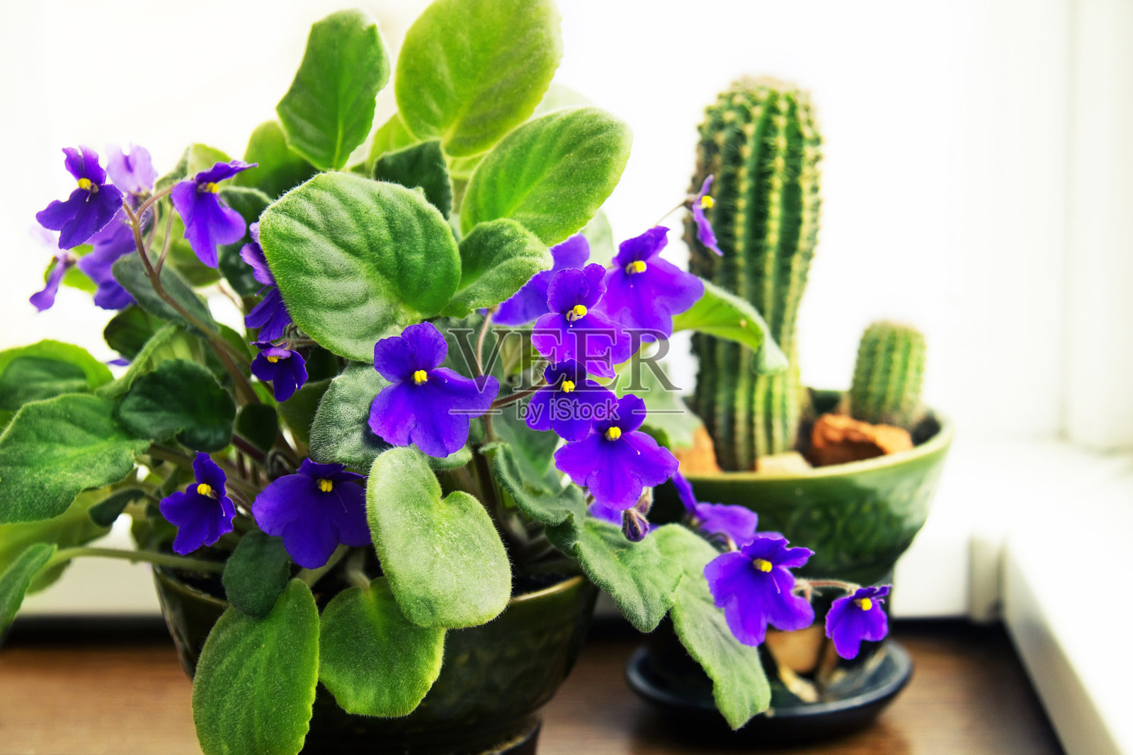 室内植物盆栽非洲紫罗兰照片摄影图片