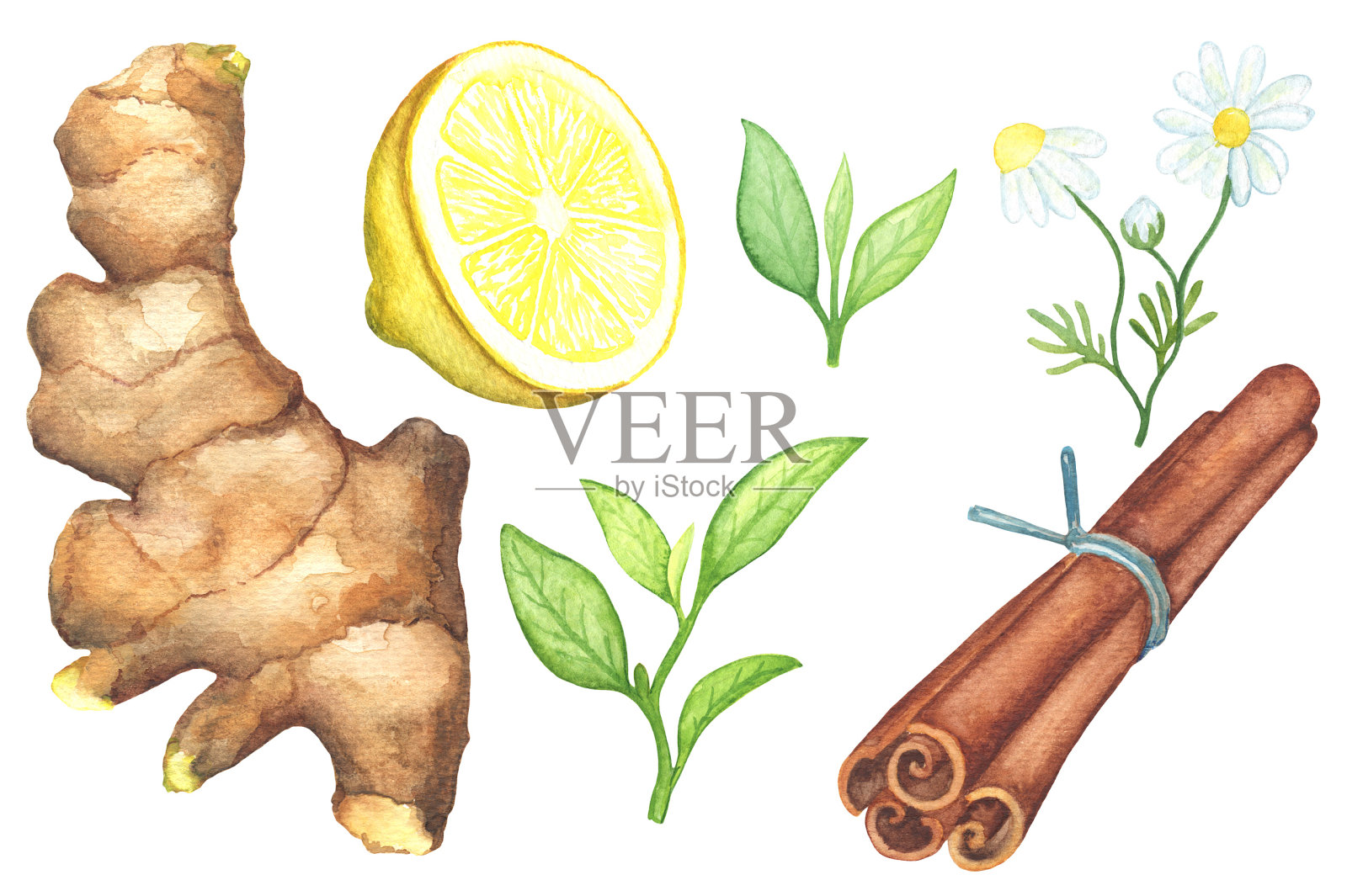 姜根，柠檬切，洋甘菊，肉桂水彩画在白色的背景。插画图片素材