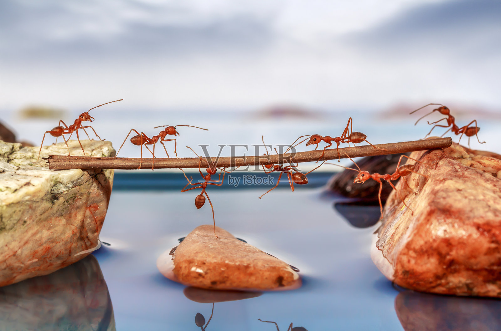 蚂蚁试着渡水，团队合作的理念照片摄影图片