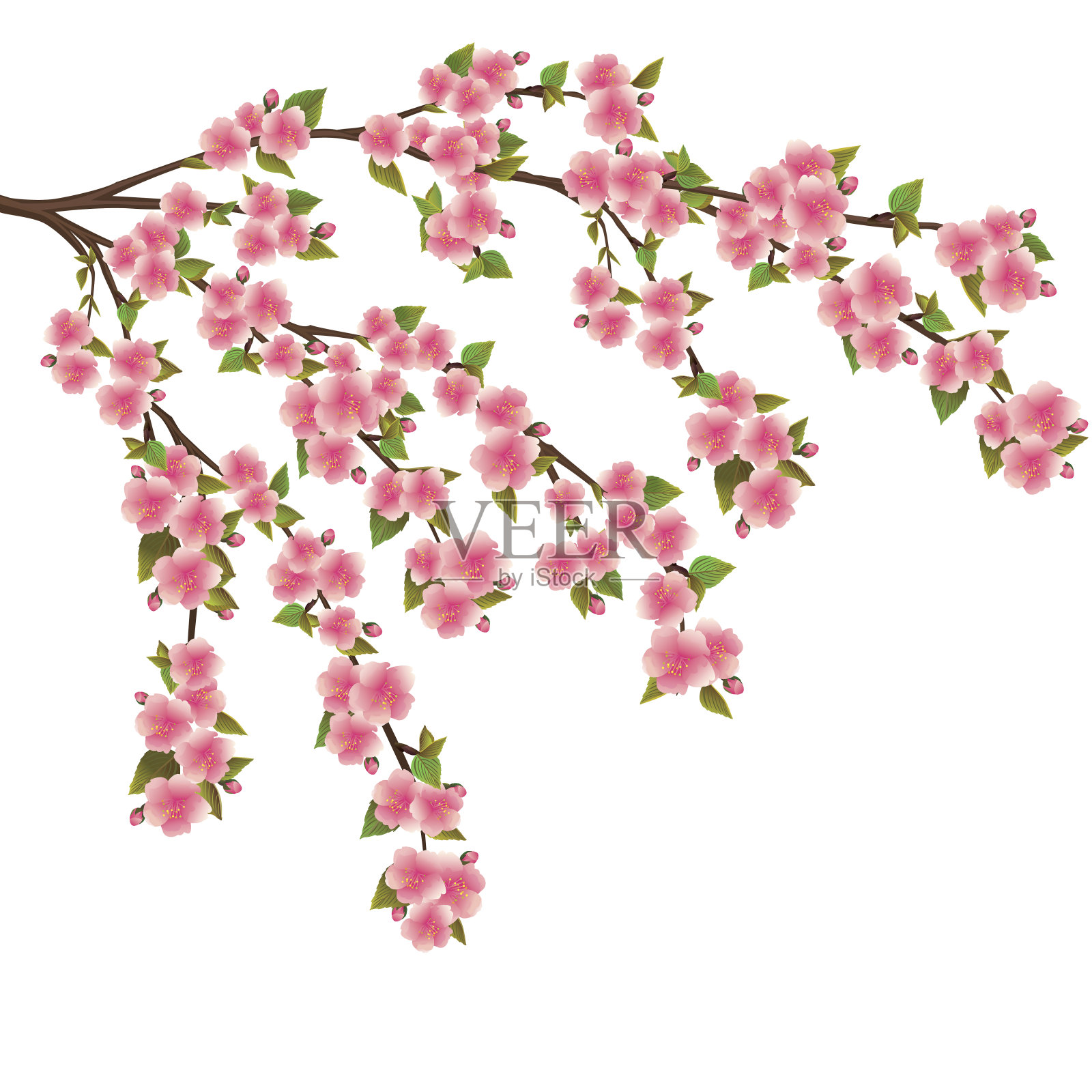 樱花-日本樱桃树的白色设计元素图片
