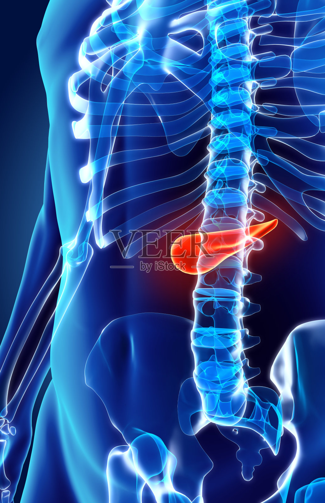 胰腺-消化系统的一部分的3D插图。照片摄影图片