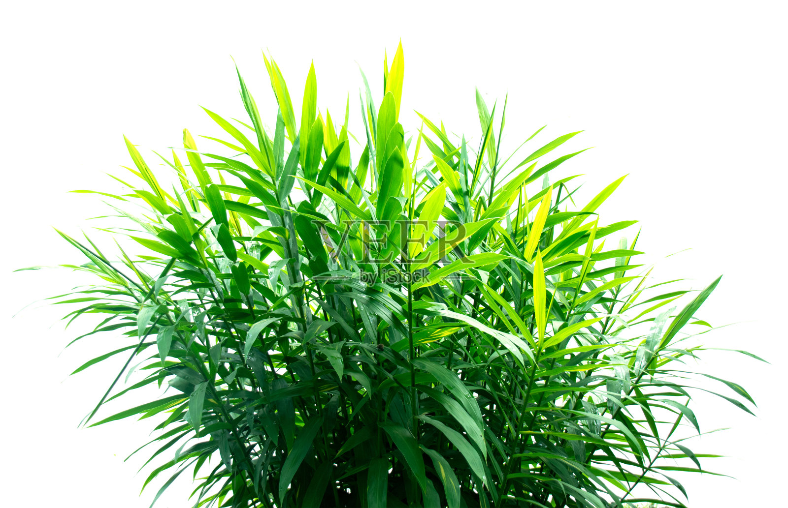 绿色姜叶植物孤立在白色背景上照片摄影图片