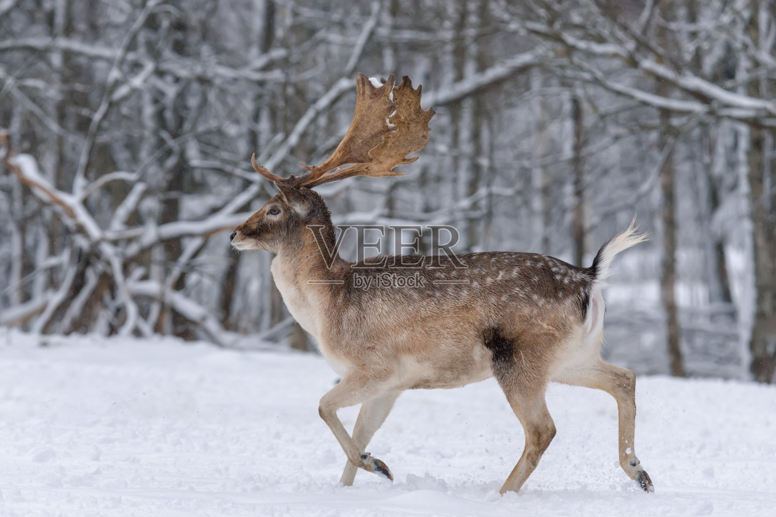 奔跑的成年休鹿。与雄鹿(休闲鹿，Dama Dama, Daniel)在自然栖息地的冬天故事。鹿在雪地上奔跑。白俄罗斯,维特伯斯克地区照片摄影图片