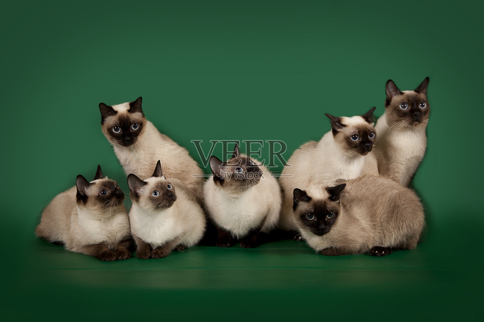 许多同样的猫在一个绿色的工作室背景上摆姿势。照片摄影图片