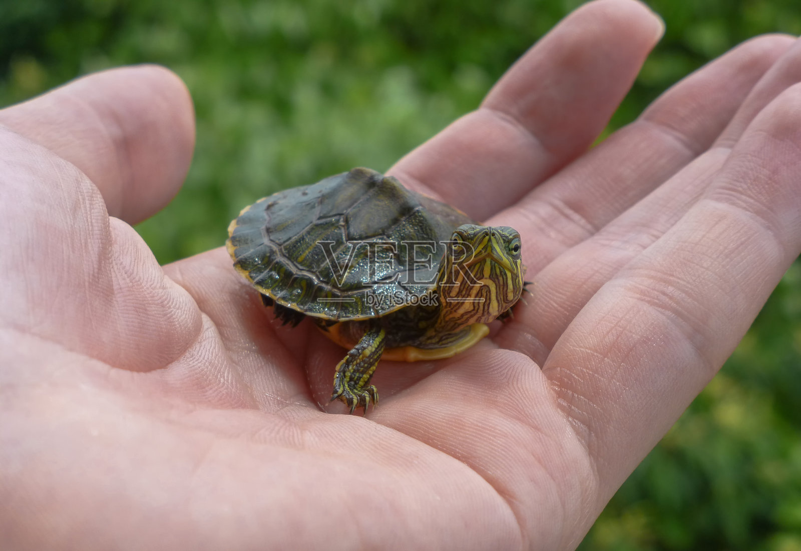 一只手拿着小乌龟，背景是树叶照片摄影图片